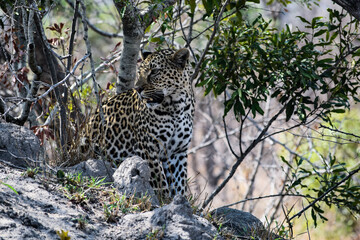 Fototapeta na wymiar A leopard in the wild.
