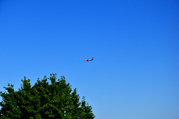 A plane flies in the blue sky over green trees.