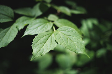 green leaves of a tree