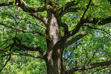 Trunk and branches of a budding oak tree in a city Park