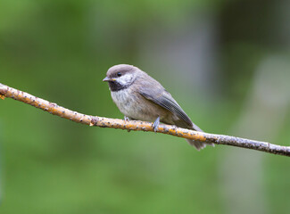 Young Boreal Chickadee in Alaska