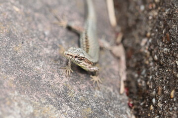 Little lizard close up. Selected focus.