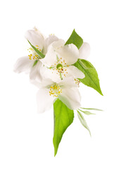 Fototapeta na wymiar Jasmine flowers isolated on white background. Jasmine branch.