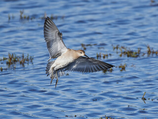 Ruff (Calidris pugnax) in its natural enviroment in Denmark