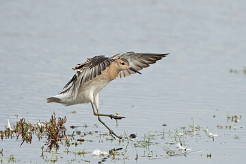Ruff (Calidris pugnax) in its natural enviroment in Denmark