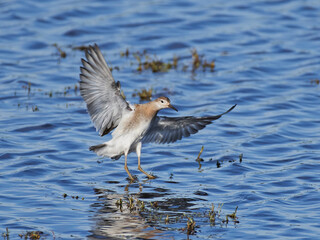 Ruff (Calidris pugnax) in its natural enviroment in Denmark