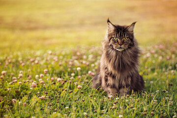 Naklejka na ściany i meble Beautiful fluffly maine coon cat sitting on the green grass with flowers in the summer