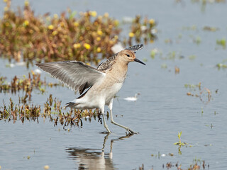 Ruff (Calidris pugnax) in its natural enviroment in Denmark