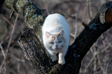 cat in the tree