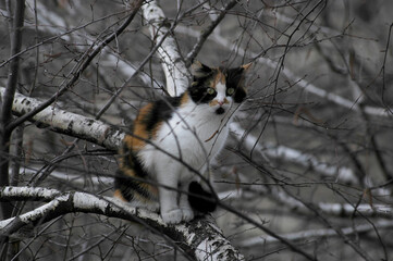 squirrel on a branch