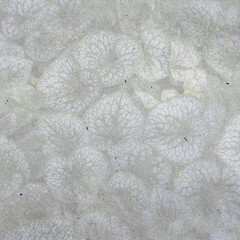 Heartleaf brunnera (binomial name: Brunnera macrophylla), also known as Siberian bugloss, in a spring garden (the genus name honors Swiss botanist Samuel Brunner