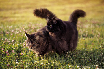 Female and male maine coon cats walking together in the field