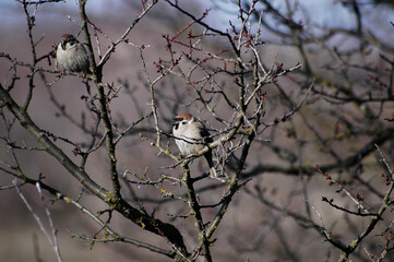 bird on a tree