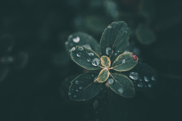 rain drops in close-up on the leaves of the plant