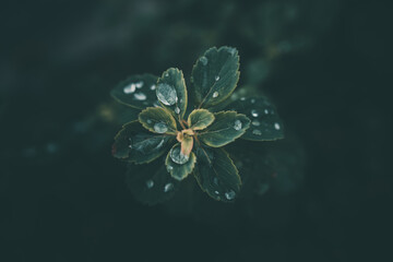 Fototapeta na wymiar rain drops in close-up on the leaves of the plant