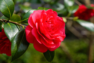 Fototapete bei efototapeten.de bestellen   