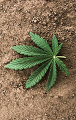  cannabis leaf isolated. drugs in medicine. legalization of marijuana.