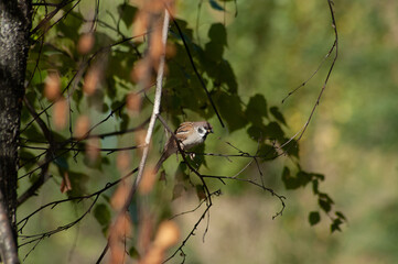 black tailed tit on a branch