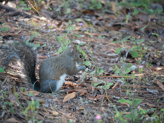 Florida Squirrel is looking for food
