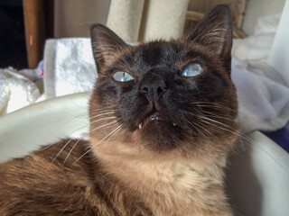 close up on a siamese cat laying over a bowl