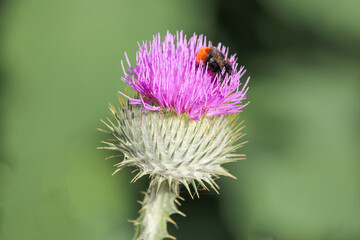 Bumblebee on cotton thistle also Scotch or Scottish thistle flower (in german Gewöhnliche Eselsdistel also Gemeine Eselsdistel) Onopordum acanthium