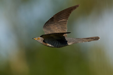 Common cuckoo (Cuculus canorus) in flight