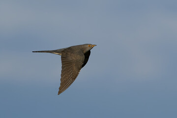 Common cuckoo (Cuculus canorus) in flight