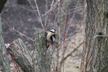 great spotted woodpecker