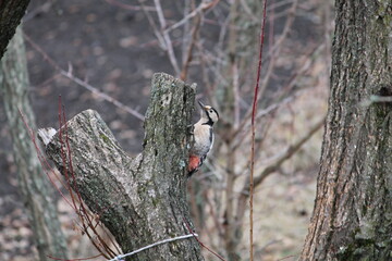woodpecker on a tree