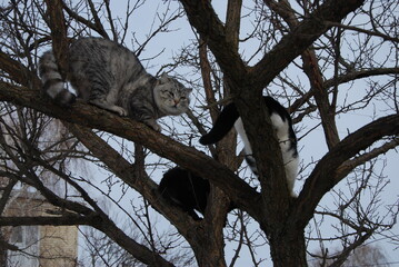 cat on tree
