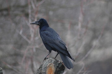 blackbird on the ground