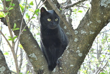 black cat on tree