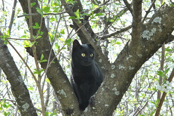 cat on tree