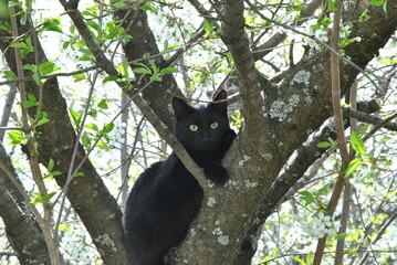 cat on tree