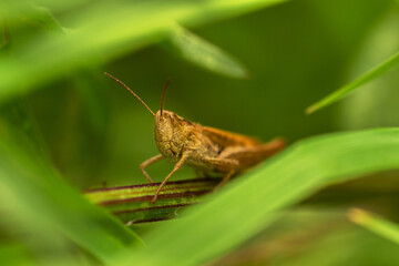grasshopper on a branch