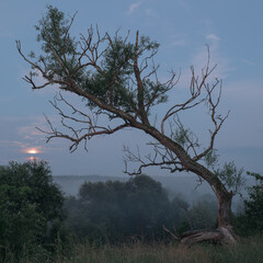 Fototapeta na wymiar Calm mystical landscape at dawn. Silhouette of a dry tree on a hill with moon and fog.