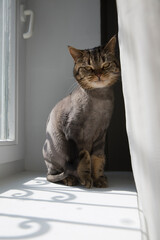 Cat of British breed sits on a windowsill behind a curtain.
