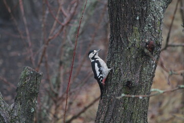 woodpecker on tree