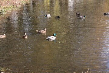 ducks on the lake