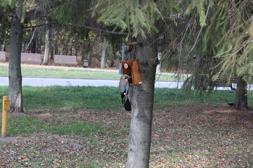 squirrel on the fence