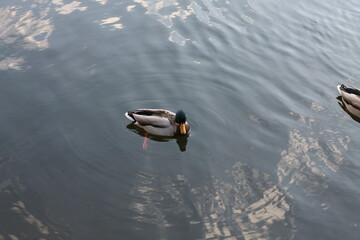 ducks in the lake