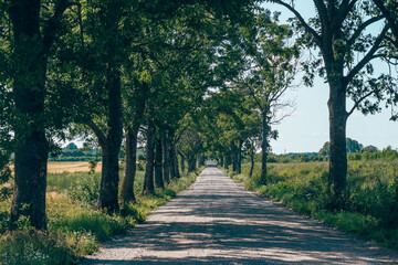Country road running through tree alley
