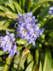 Spanish bluebell or Spanish squill (in german Spanisches Hasenglöckchen) Hyacinthoides hispanica