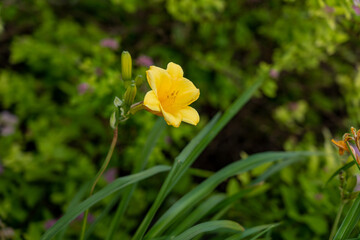 Daylily