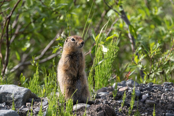 The Arctic ground squirrel is a species of ground squirrel native to the Arctic and Subarctic of North America and Asia. People in Alaska, particularly around the Aleutians, refer to them as 