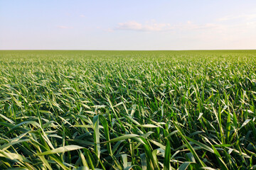 Fototapeta premium Field of fresh grass field in a sunny day. Young wheat seedlings are growing on a field. Agriculture