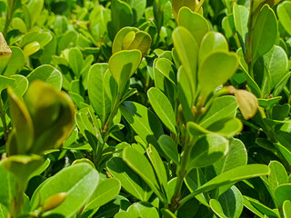 green ivy bush in the garden