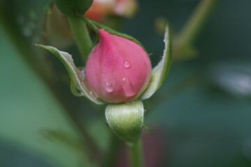 pink rose bud