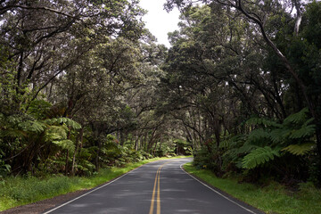 Fototapeta premium Road in a tropical rainforest in Hawaii Volcanoes National Park in the morning. Tropical tree tunnel.