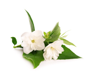 Jasmine flowers isolated on white background. Jasmine branch.